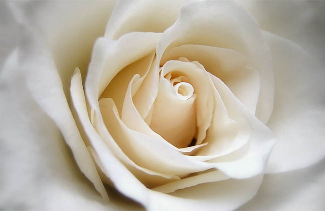 rosa-para-nota-falecimento